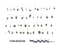 藏品(黃牛毛苔)的圖片